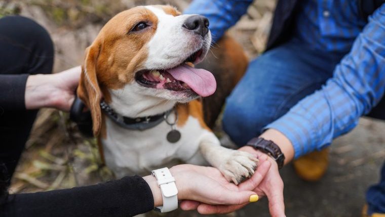 A Beagle is held by two people.