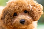 maltipoo fun facts