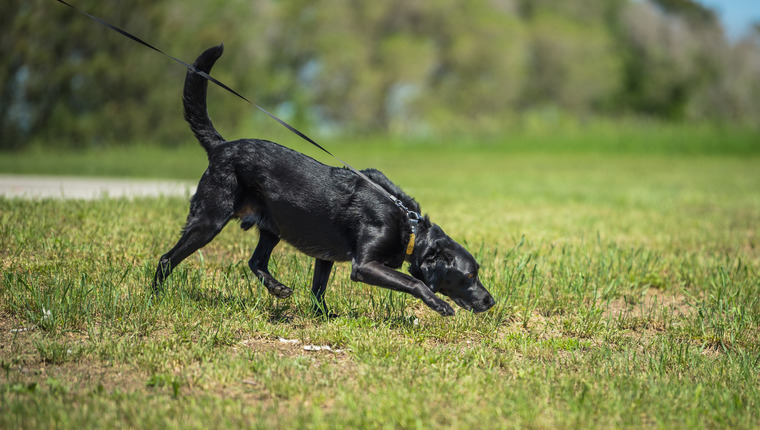 A Black Labrador sniffs in a field.