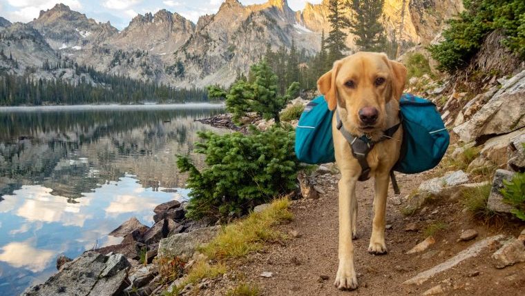 dog hiking with pack how to clean your dogs outdoor gear