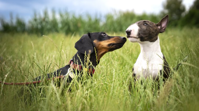 A Dachshund and Bull Terrier meeting