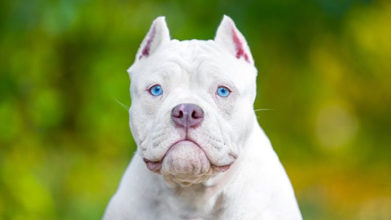 UK dog show canceled for dogs with cropped ears