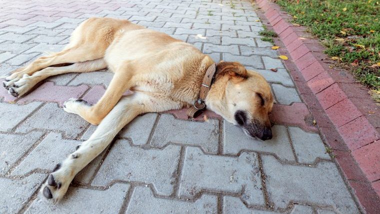 dog lying on driveway dog shot to death