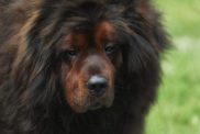 Tibetan Mastiff with fluff