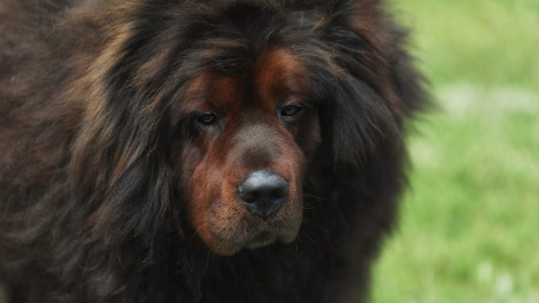 Tibetan Mastiff with fluff