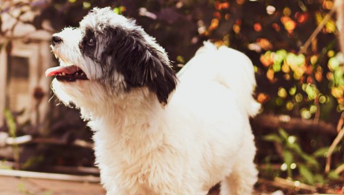 A Sheepadoodle stands and pants happily.