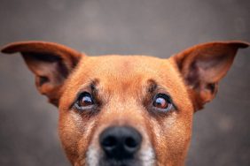 Golden Staffordshire Bull Terrier showing off their dog ear position