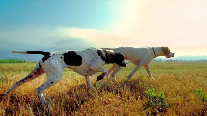 Two pointer dogs look off at a target.