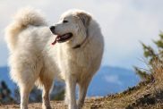 Livestock Guardian Dog Training: Ways to Restrain Barking