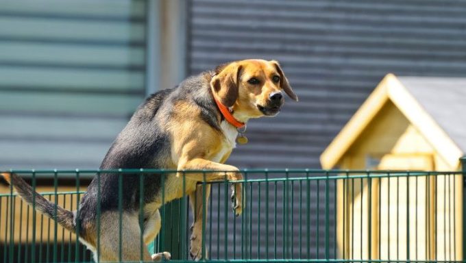 escape artist dog scales pen to escape doggy daycare