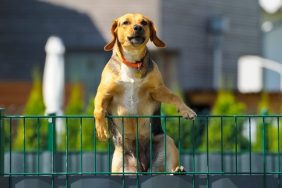 escape artist dog scales pen to escape doggy daycare