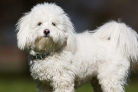 Coton de Tulear outdoors dog shot by neighbor