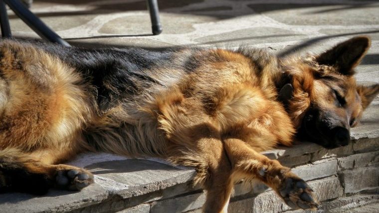 dog lying on ground decomposing