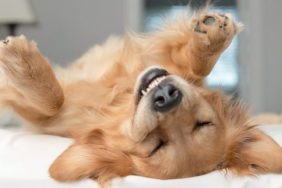 golden retriever smiling signs your dog is happy