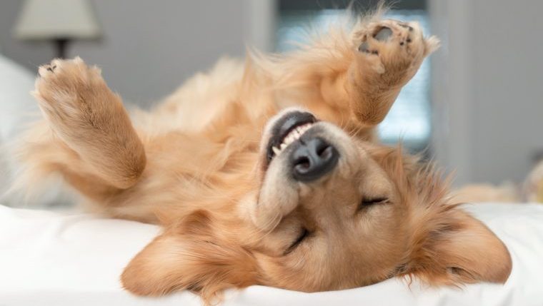 golden retriever smiling signs your dog is happy