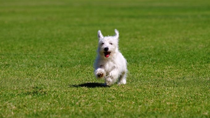 ways dog behavior changes in spring