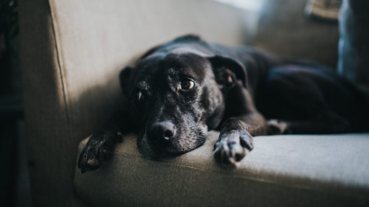 Labrador Retriever Mix on the sofa.