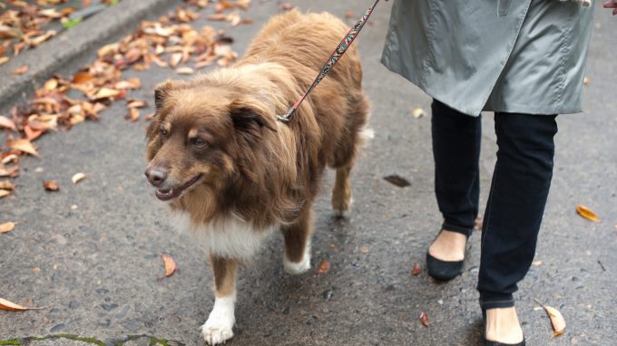 Australian Shepherd demonstrates calm behavior