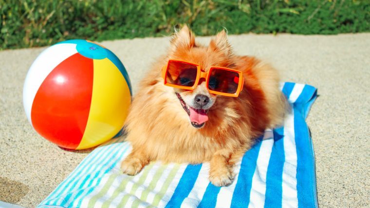 dog wearing sunglasses on beach towel summer safety dogs