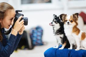 dog photographer taking picture of two dogs