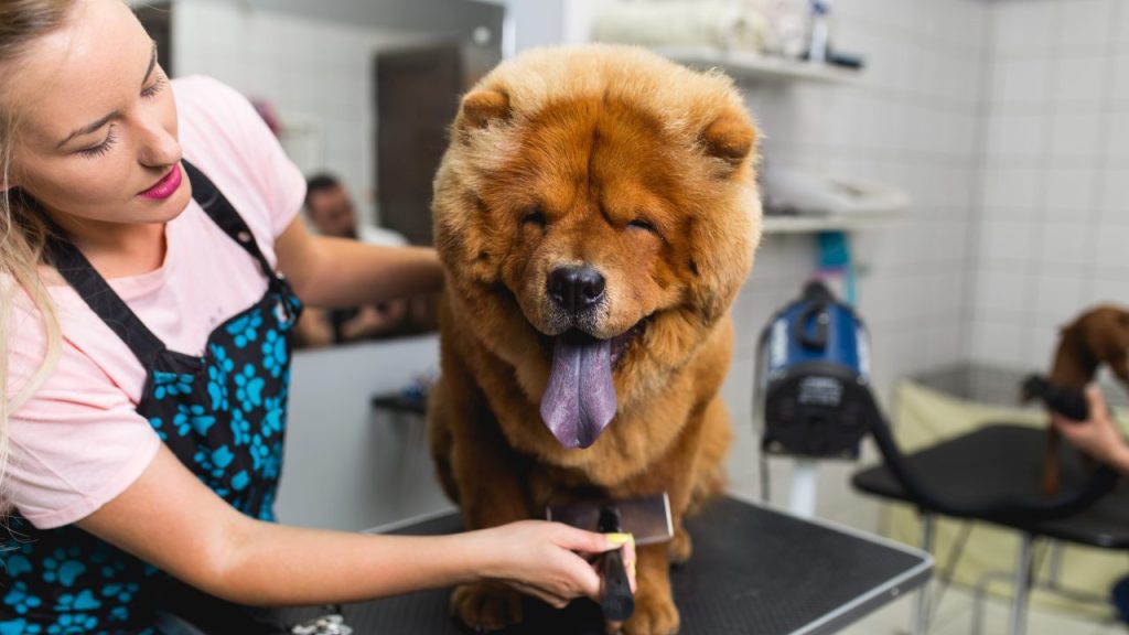 The Chow Chow is a dog breed that sheds a lot.