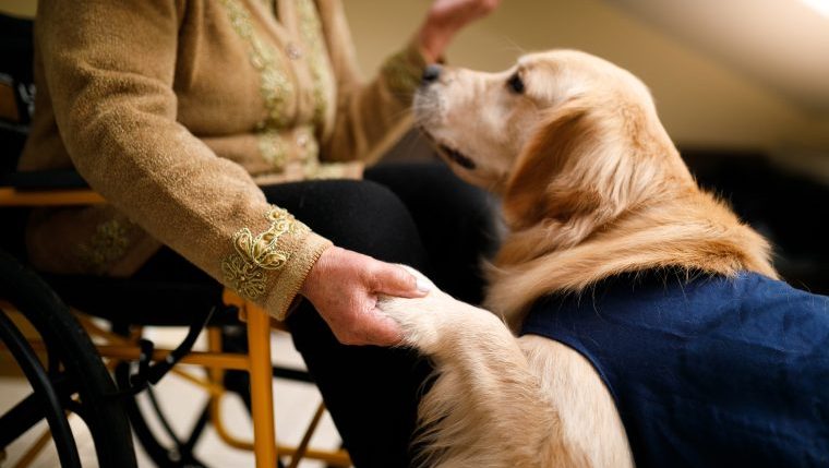 emotional therapy dog and senior citizen