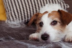 Even Jack Russell Terriers can shed a lot!