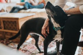 Mixed breed dog being pet