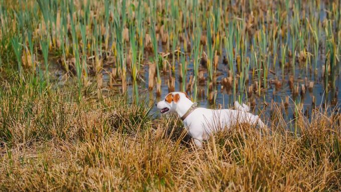 jack russell terrier in swamp dog attacked by alligator