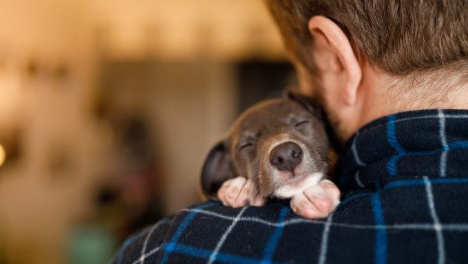 puppy sleeping on mans shoulder rescue dog falls asleep on news