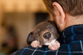 puppy sleeping on man's shoulder rescue dog falls asleep news