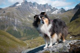 Sheltie dog on mountain missing dog found on mountain