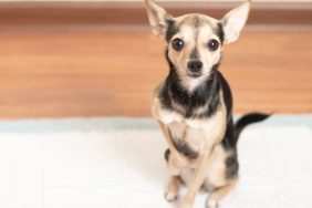 A Chihuahua practicing potty pad training