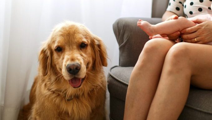 golden retriever dog chooses name for baby