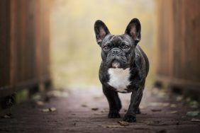 French Bulldog on footpath French Bulldog stolen at gunpoint