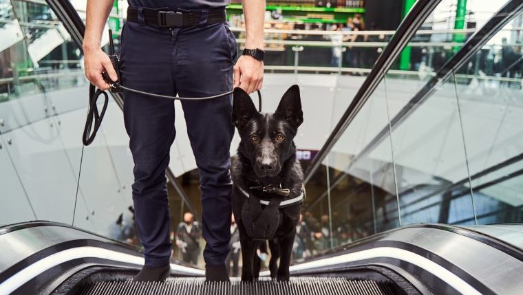 bomb-sniffing dog with handler at airport