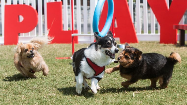 dogs playing at dog park