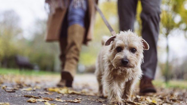 dog walk in woods avoid coyotes