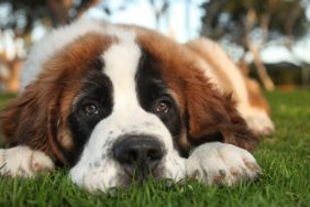 saint bernard dog in grass dogs that can't tolerate summer heat