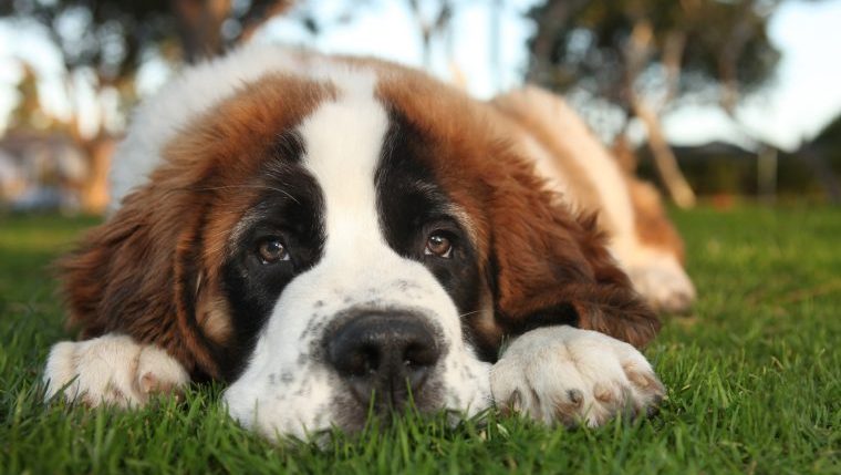 saint bernard dog in grass dogs that can't tolerate summer heat