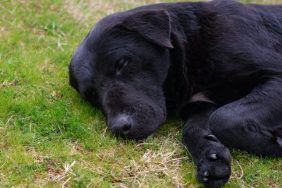 dog killed by wild animal in backyard