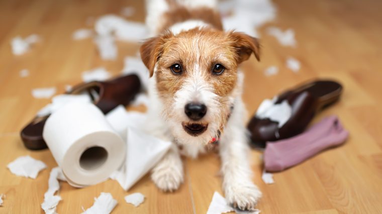 Parson Russell Terrier chewing household items.