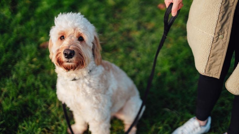 Goldendoodle sitting for training