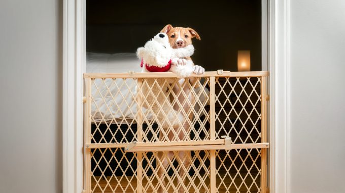 American Pitbull Terrier puppy in a dog-proof home