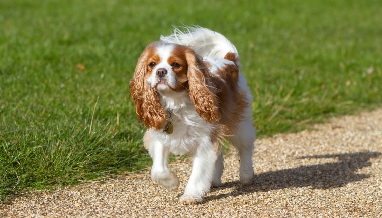 cavalier king charles spaniel walking dog parade