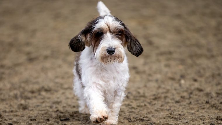 Petit Basset Griffon Vendéen best dog names