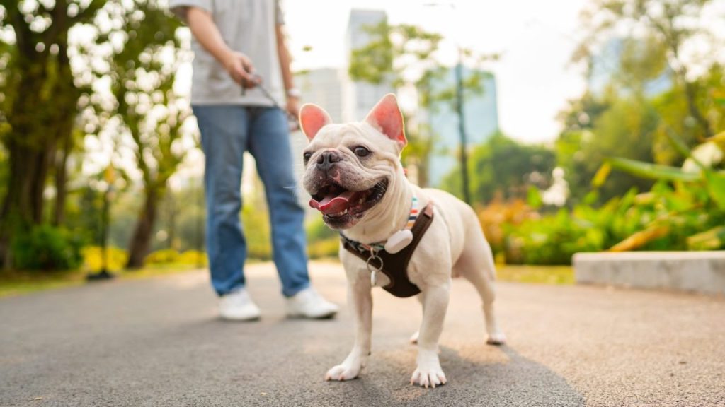 French Bulldog on leash in park dog breeds most likely to be stolen