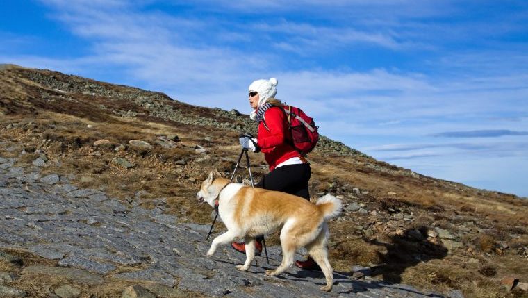 akita hiking with owner dog rescued from mountain