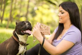 A Staffordshire Terrier shows how to put on a muzzle.