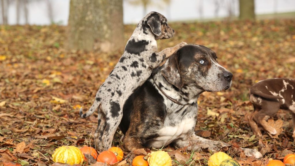 A Catahoula Leopard Dog and its puppy.